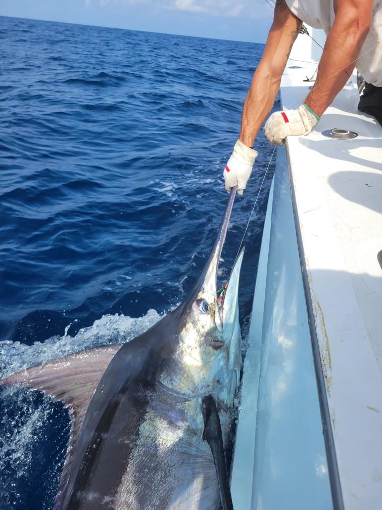 Carolina Girl Teach's Lair Hatteras Fishing Blue Marlin