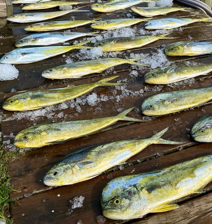 Mahi Mahi Teach's Lair Marina Fishing