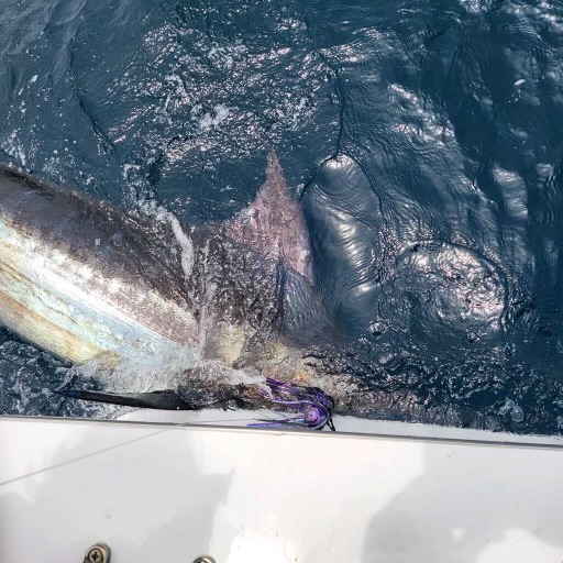 Marlin fishing Hatteras obx 